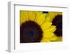 Oregon. Dune Sunflowers, Close-Up Detail-Jaynes Gallery-Framed Photographic Print