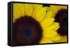 Oregon. Dune Sunflowers, Close-Up Detail-Jaynes Gallery-Framed Stretched Canvas