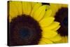 Oregon. Dune Sunflowers, Close-Up Detail-Jaynes Gallery-Stretched Canvas