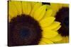 Oregon. Dune Sunflowers, Close-Up Detail-Jaynes Gallery-Stretched Canvas