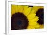 Oregon. Dune Sunflowers, Close-Up Detail-Jaynes Gallery-Framed Photographic Print