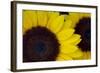 Oregon. Dune Sunflowers, Close-Up Detail-Jaynes Gallery-Framed Photographic Print