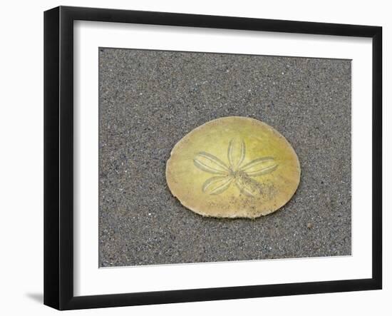 Oregon, Ecola State Park, Indian Beach. Sand dollar-Jamie and Judy Wild-Framed Premium Photographic Print