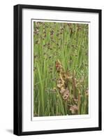 Oregon Gardens-Donald Paulson-Framed Giclee Print