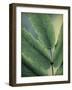 Oregon Grapeleaf Close Up-Don Paulson-Framed Giclee Print