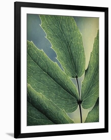 Oregon Grapeleaf Close Up-Don Paulson-Framed Giclee Print