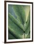 Oregon Grapeleaf Close Up-Don Paulson-Framed Giclee Print