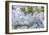 Oregon, Hood River. Cherry blossoms-Rob Tilley-Framed Photographic Print