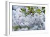 Oregon, Hood River. Cherry blossoms-Rob Tilley-Framed Photographic Print