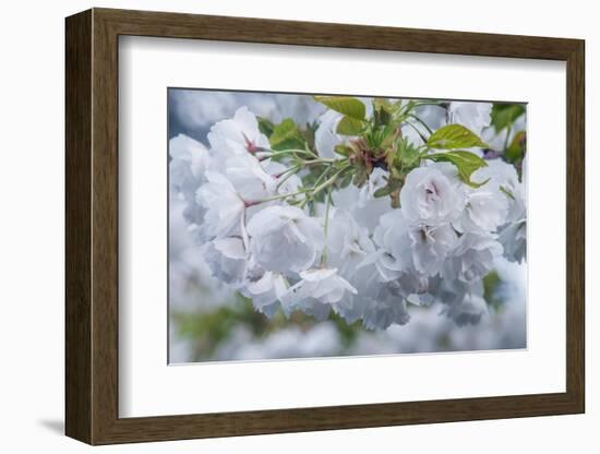 Oregon, Hood River. Cherry blossoms-Rob Tilley-Framed Photographic Print