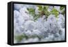 Oregon, Hood River. Cherry blossoms-Rob Tilley-Framed Stretched Canvas