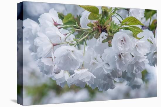 Oregon, Hood River. Cherry blossoms-Rob Tilley-Stretched Canvas