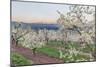 Oregon, Hood River. Cherry orchard and Mt. Hood-Rob Tilley-Mounted Photographic Print