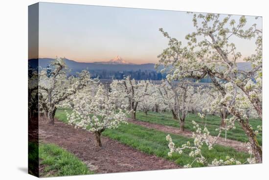 Oregon, Hood River. Cherry orchard and Mt. Hood-Rob Tilley-Stretched Canvas