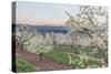 Oregon, Hood River. Cherry orchard and Mt. Hood-Rob Tilley-Stretched Canvas