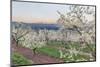 Oregon, Hood River. Cherry orchard and Mt. Hood-Rob Tilley-Mounted Photographic Print