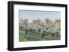 Oregon, Hood River. Cherry orchard and Mt. Hood-Rob Tilley-Framed Photographic Print