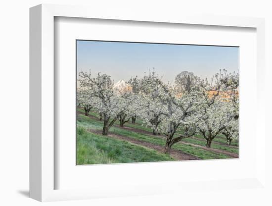 Oregon, Hood River. Cherry orchard and Mt. Hood-Rob Tilley-Framed Photographic Print