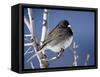 Oregon Junco, a Dark-Eyed Junco (Junco Hyemalis), Roxborough State Park, Colorado-null-Framed Stretched Canvas