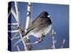 Oregon Junco, a Dark-Eyed Junco (Junco Hyemalis), Roxborough State Park, Colorado-null-Stretched Canvas