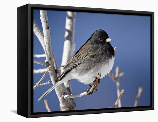 Oregon Junco, a Dark-Eyed Junco (Junco Hyemalis), Roxborough State Park, Colorado-null-Framed Stretched Canvas