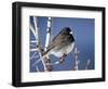 Oregon Junco, a Dark-Eyed Junco (Junco Hyemalis), Roxborough State Park, Colorado-null-Framed Photographic Print