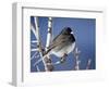 Oregon Junco, a Dark-Eyed Junco (Junco Hyemalis), Roxborough State Park, Colorado-null-Framed Photographic Print