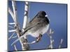 Oregon Junco, a Dark-Eyed Junco (Junco Hyemalis), Roxborough State Park, Colorado-null-Mounted Photographic Print