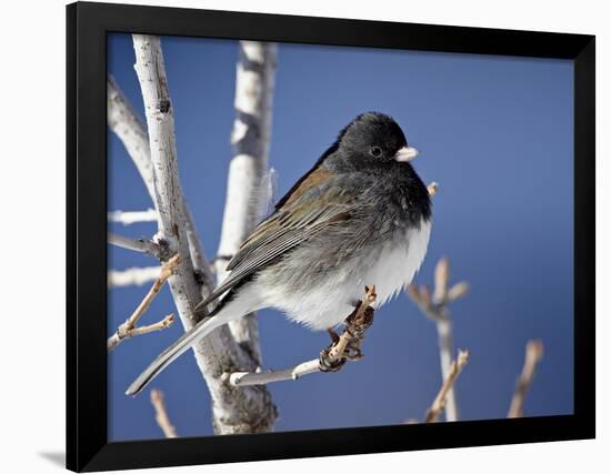 Oregon Junco, a Dark-Eyed Junco (Junco Hyemalis), Roxborough State Park, Colorado-null-Framed Photographic Print