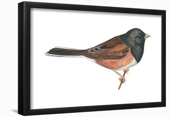 Oregon Junco (Junco Hyemalis Oreganus), Birds-Encyclopaedia Britannica-Framed Poster