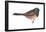 Oregon Junco (Junco Hyemalis Oreganus), Birds-Encyclopaedia Britannica-Framed Poster