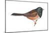 Oregon Junco (Junco Hyemalis Oreganus), Birds-Encyclopaedia Britannica-Mounted Poster