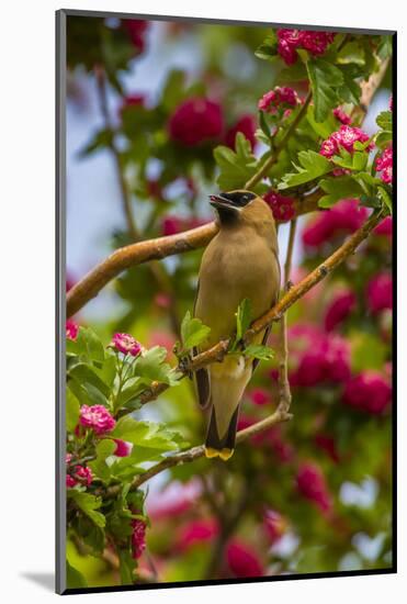 Oregon, Malheur National Wildlife Refuge. Close-up of Cedar Waxwing-Cathy & Gordon Illg-Mounted Photographic Print