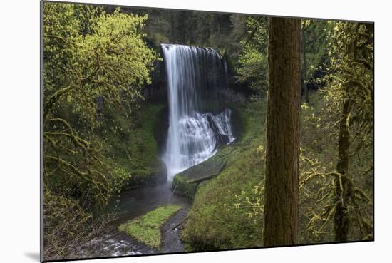 Oregon. Middle North Falls During Early Spring, Silver Falls State Park-Judith Zimmerman-Mounted Photographic Print