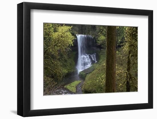 Oregon. Middle North Falls During Early Spring, Silver Falls State Park-Judith Zimmerman-Framed Photographic Print