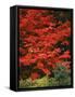 Oregon, Mount Hood NF. Bright red leaves of vine maple in autumn contrast with ferns and shrub.-John Barger-Framed Stretched Canvas