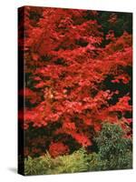 Oregon, Mount Hood NF. Bright red leaves of vine maple in autumn contrast with ferns and shrub.-John Barger-Stretched Canvas