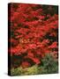 Oregon, Mount Hood NF. Bright red leaves of vine maple in autumn contrast with ferns and shrub.-John Barger-Stretched Canvas