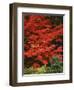 Oregon, Mount Hood NF. Bright red leaves of vine maple in autumn contrast with ferns and shrub.-John Barger-Framed Photographic Print