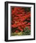 Oregon, Mount Hood NF. Bright red leaves of vine maple in autumn contrast with ferns and shrub.-John Barger-Framed Photographic Print