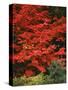 Oregon, Mount Hood NF. Bright red leaves of vine maple in autumn contrast with ferns and shrub.-John Barger-Stretched Canvas