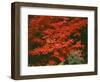 Oregon, Mount Hood NF. Bright red leaves of vine maple in autumn contrast with ferns and shrub.-John Barger-Framed Photographic Print