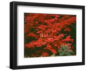 Oregon, Mount Hood NF. Bright red leaves of vine maple in autumn contrast with ferns and shrub.-John Barger-Framed Photographic Print