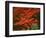 Oregon, Mount Hood NF. Bright red leaves of vine maple in autumn contrast with ferns and shrub.-John Barger-Framed Photographic Print