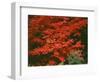 Oregon, Mount Hood NF. Bright red leaves of vine maple in autumn contrast with ferns and shrub.-John Barger-Framed Photographic Print