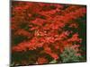 Oregon, Mount Hood NF. Bright red leaves of vine maple in autumn contrast with ferns and shrub.-John Barger-Mounted Photographic Print