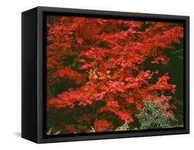 Oregon, Mount Hood NF. Bright red leaves of vine maple in autumn contrast with ferns and shrub.-John Barger-Framed Stretched Canvas