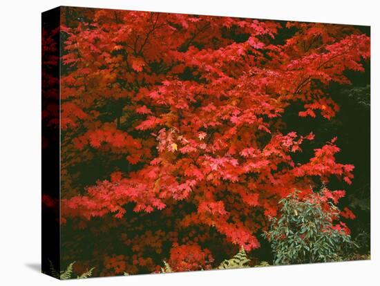Oregon, Mount Hood NF. Bright red leaves of vine maple in autumn contrast with ferns and shrub.-John Barger-Stretched Canvas