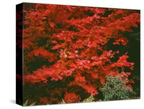 Oregon, Mount Hood NF. Bright red leaves of vine maple in autumn contrast with ferns and shrub.-John Barger-Stretched Canvas