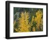 Oregon, Mount Hood NF. Fall colored black cottonwood and conifers in the Upper Hood River Valley.-John Barger-Framed Photographic Print